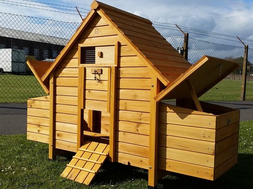 Chicken hen house coop poultry - chicken,