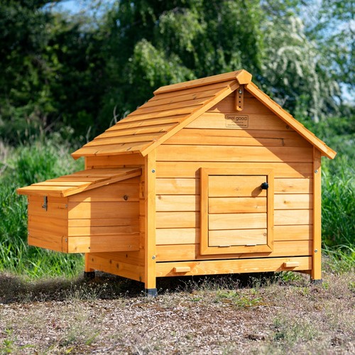 Chicken coop run - coop, hen