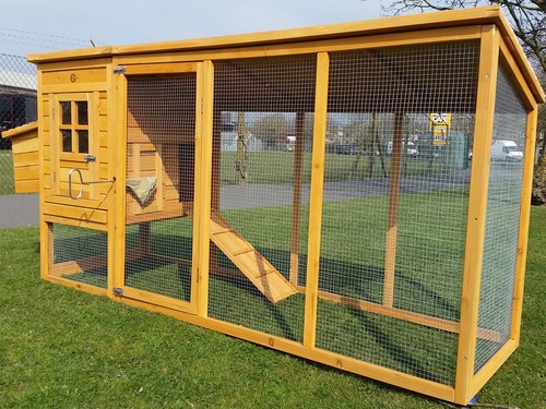 Large chicken hen - large,