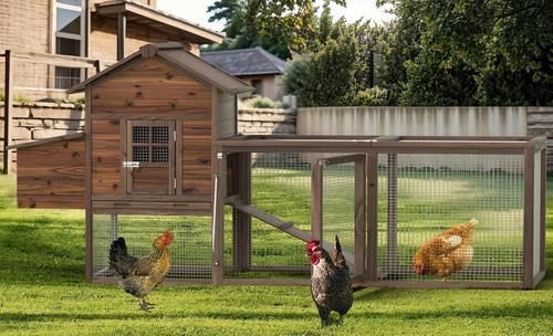80in wooden chicken - 80in, coop