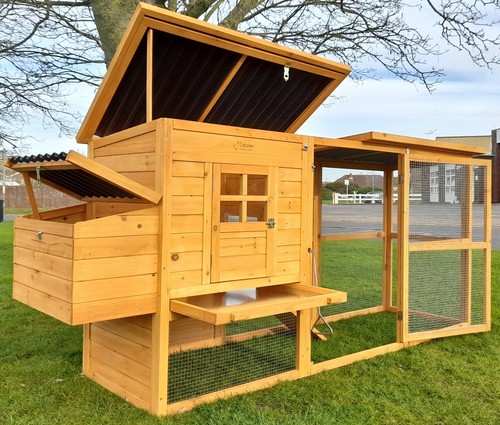 Large chicken hen - large,